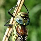 --- Früher Schilfjäger (Brachytron pratense) ---