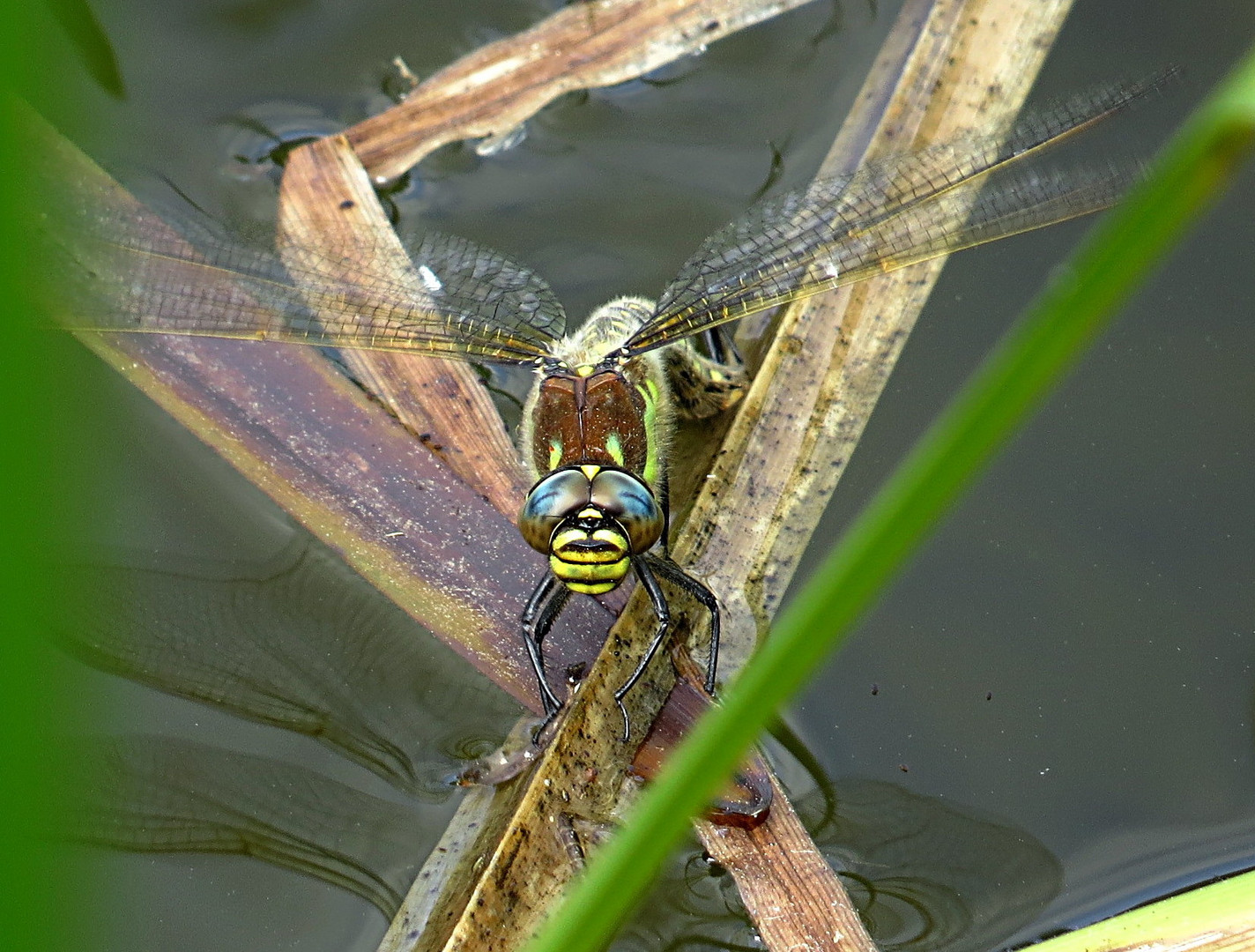 --- Früher Schilfjäger (Brachytron pratense) ---