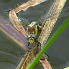 --- Früher Schilfjäger (Brachytron pratense) ---