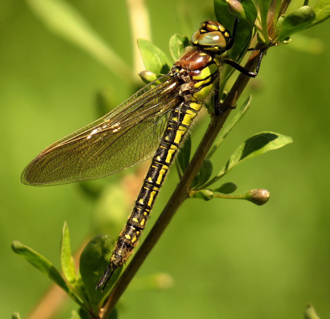 Früher Schilfjäger (Brachytron pratense) - 1.Edellibelle 2018