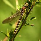 Früher Schilfjäger (Brachytron pratense) - 1.Edellibelle 2018