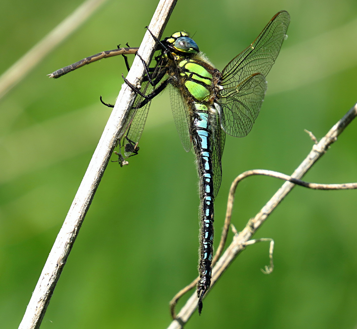 --- Früher Schilfjäger (Brachytron pratense) (2) ---