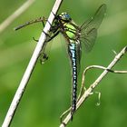 --- Früher Schilfjäger (Brachytron pratense) (2) ---