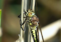 --- Früher Schilfjäger (Brachytron pratense) ---