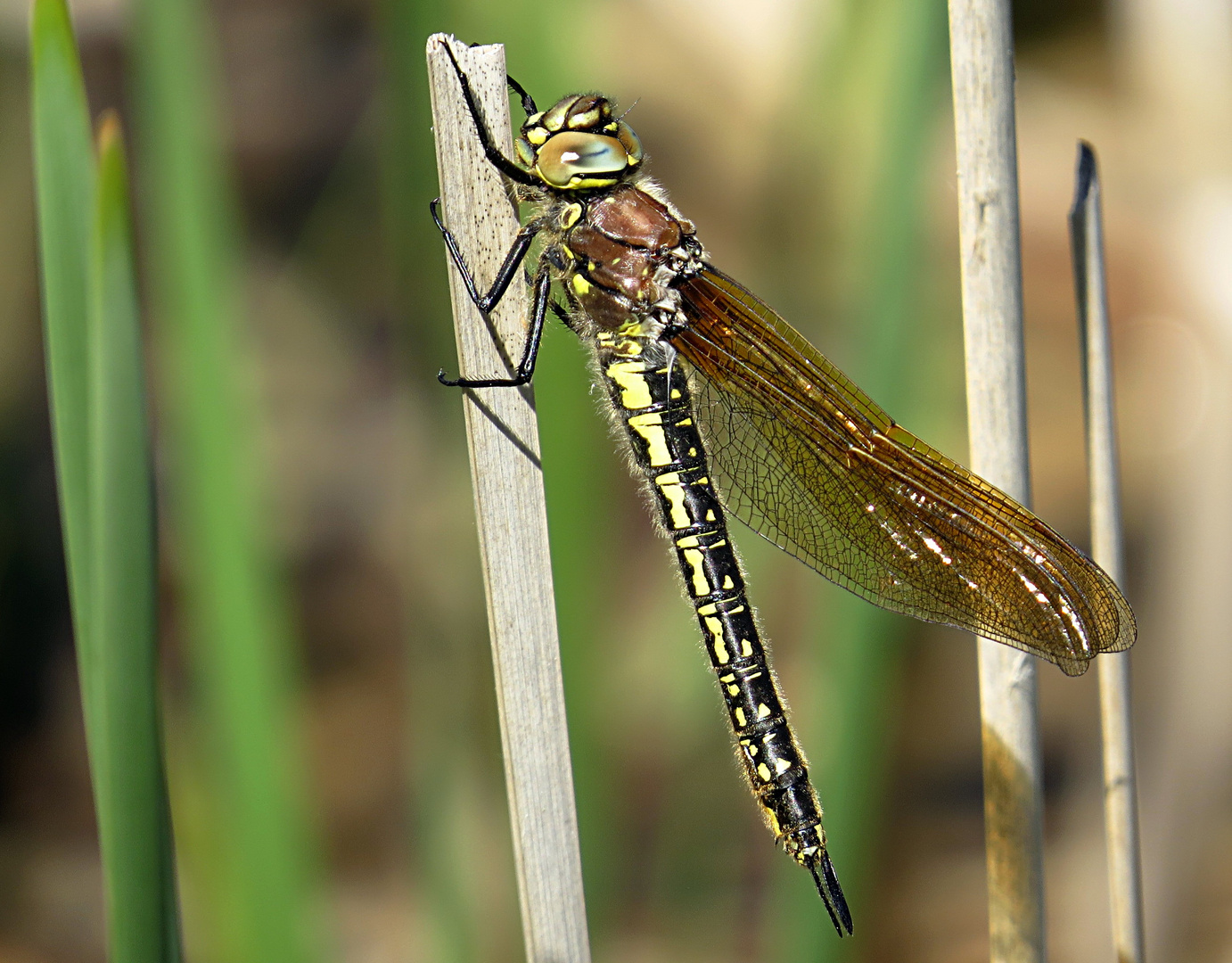 --- Früher Schilfjäger (Brachytron pratense) ---