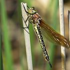 --- Früher Schilfjäger (Brachytron pratense) ---