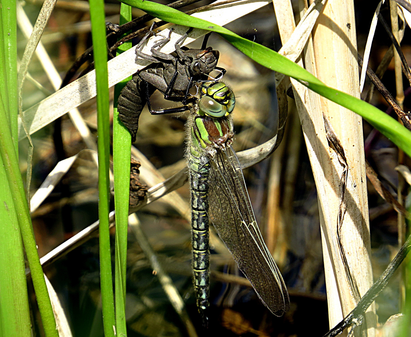 --- Früher Schilfjäger (Brachytron pratense) ---