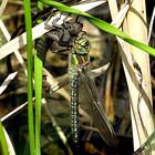 --- Früher Schilfjäger (Brachytron pratense) ---