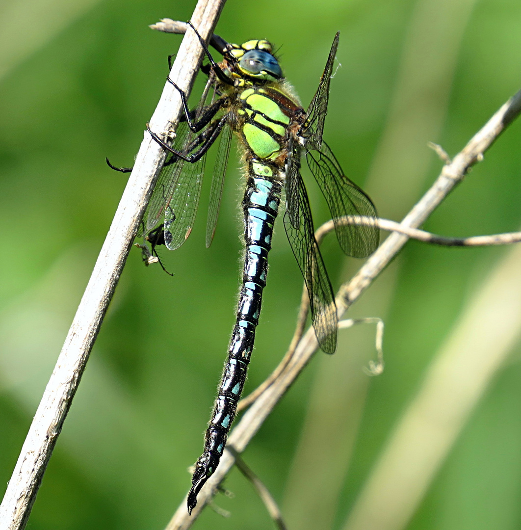 --- Früher Schilfjäger (Brachytron pratense) (3) ---