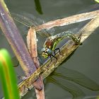 --- Früher Schilfjäger (Brachytron pratense) --- 