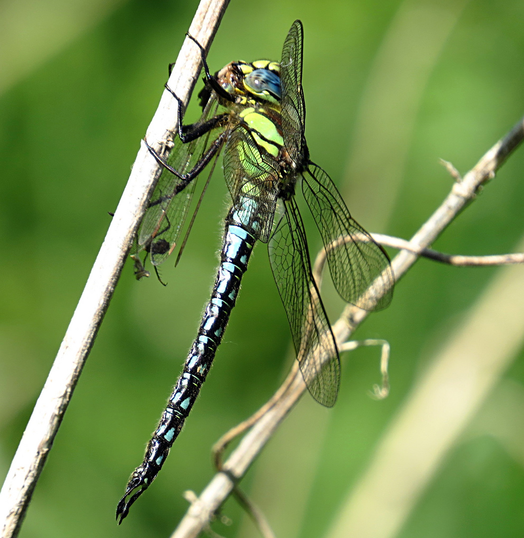 --- Früher Schilfjäger (Brachytron pratense) (4) ---