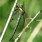 --- Früher Schilfjäger (Brachytron pratense) (4) ---