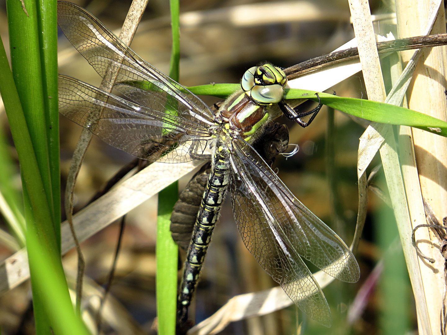 --- Früher Schilfjäger (Brachytron pratense) --- 