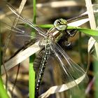 --- Früher Schilfjäger (Brachytron pratense) --- 