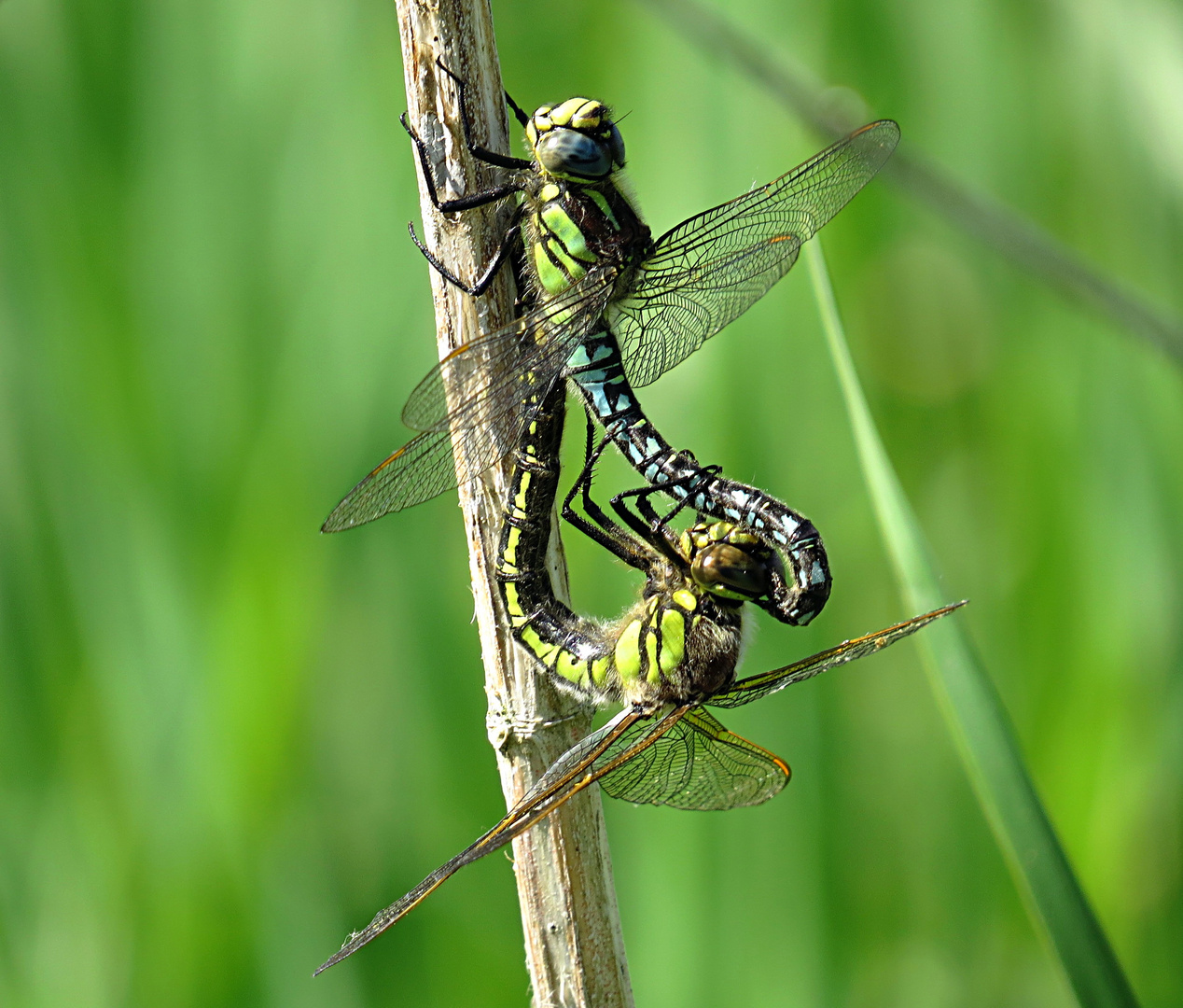 --- Früher Schilfjäger (Brachytron pratense) ---