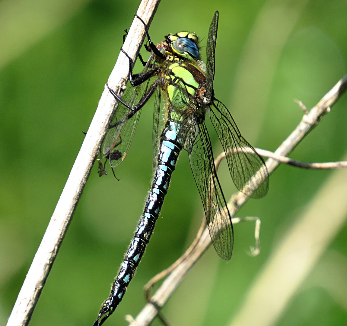 --- Früher Schilfjäger (Brachytron pratense) (5) ---