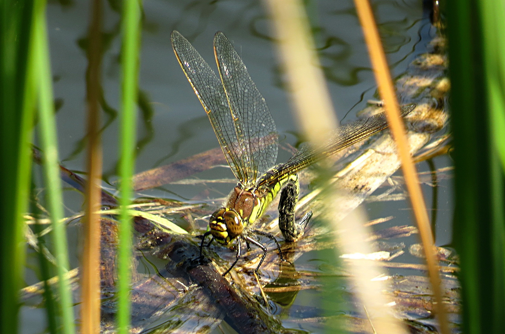 --- Früher Schilfjäger (Brachytron pratense) ---