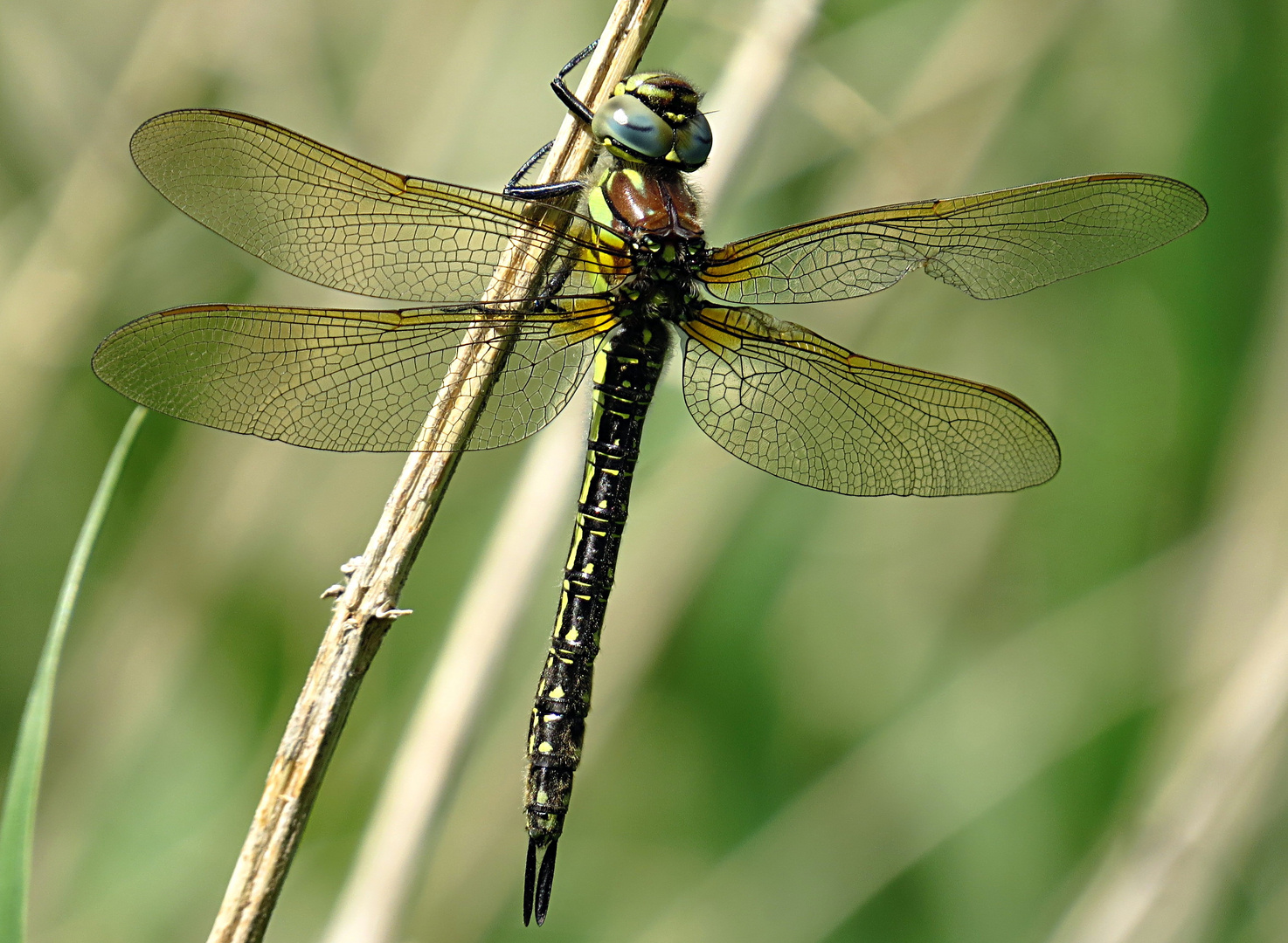 --- Früher Schilfjäger (Brachytron pratense) ---