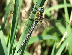 --- Früher Schilfjäger (Brachytron pratense) ---