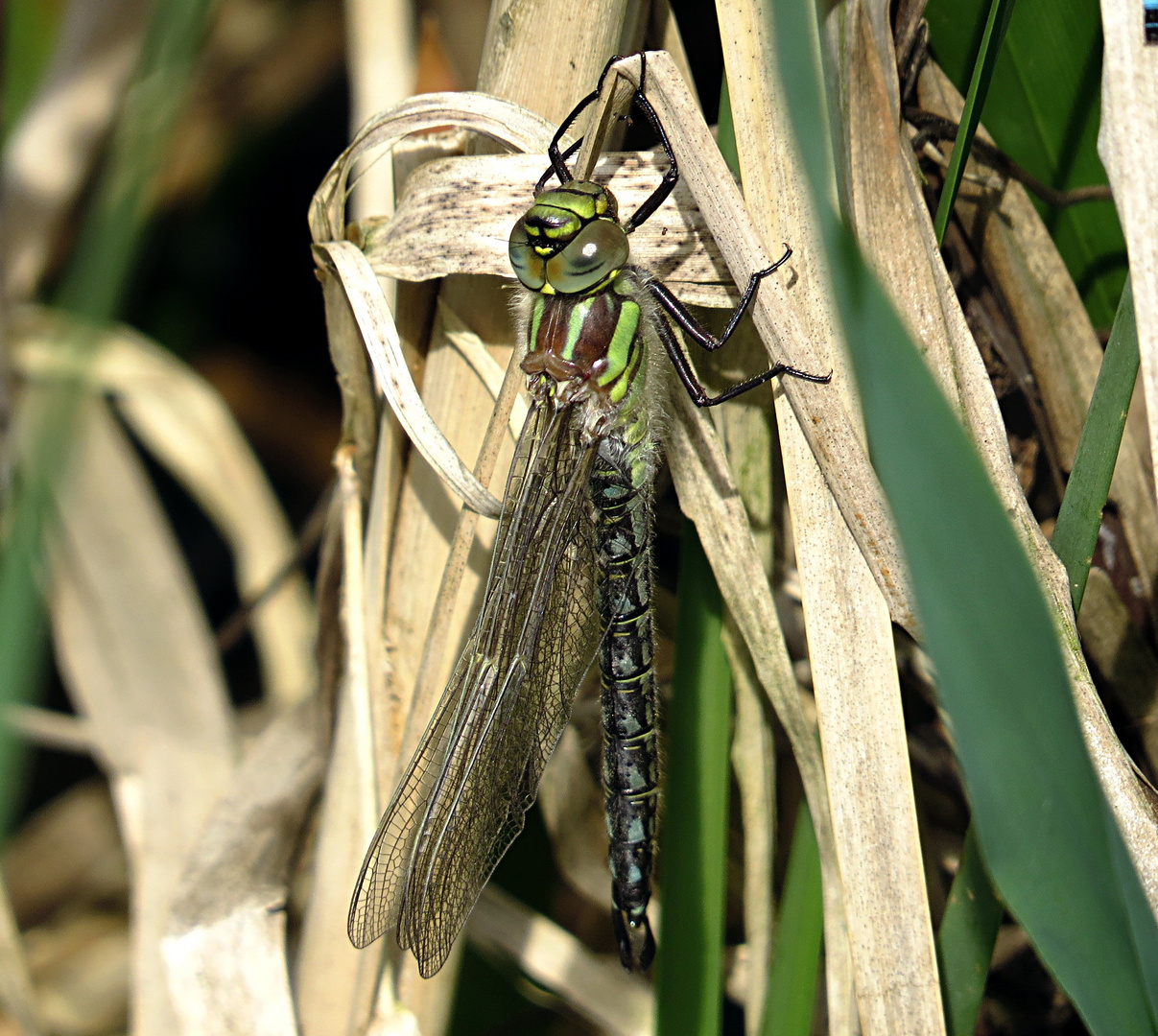 --- Früher Schilfjäger (Brachytron pratense) ---