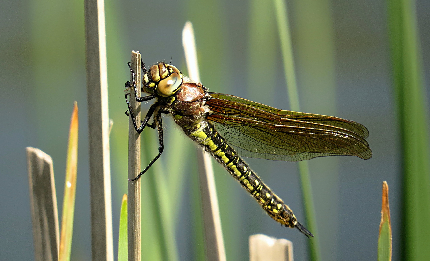 --- Früher Schilfjäger (Brachytron pratense) ---