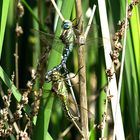 --- Früher Schilfjäger (Brachytron pratense) ---