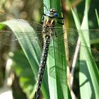 --- Früher Schilfjäger (Brachytron pratense) ---