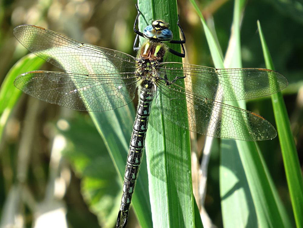 --- Früher Schilfjäger (Brachytron pratense) ---