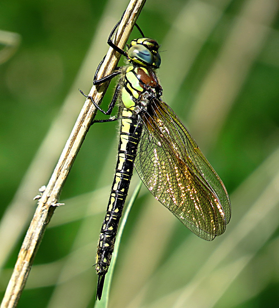 --- Früher Schilfjäger (Brachytron pratense) ---