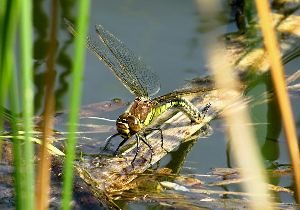 --- Früher Schilfjäger (Brachytron pratense) ---