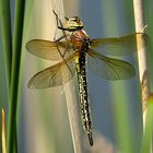 --- Früher Schilfjäger (Brachytron pratense) ---