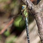 Früher Schilfjäger - Brachytron pratense