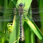 --- Früher Schilfjäger (Brachytron pratense) ---