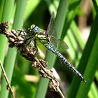 --- Früher Schilfjäger (Brachytron pratense) ---