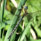 --- Früher Schilfjäger (Brachytron pratense) ---