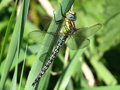 --- Früher Schilfjäger (Brachytron pratense) ---