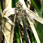 --- Früher Schilfjäger (Brachytron pratense) ---