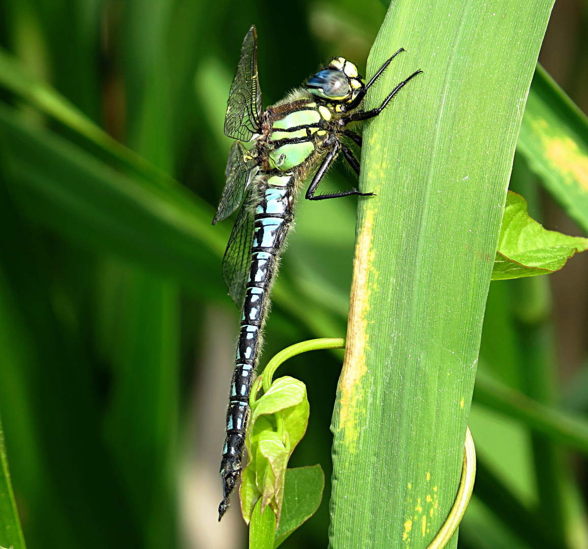 --- Früher Schilfjäger (Brachytron pratense) --- 