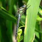 --- Früher Schilfjäger (Brachytron pratense) --- 