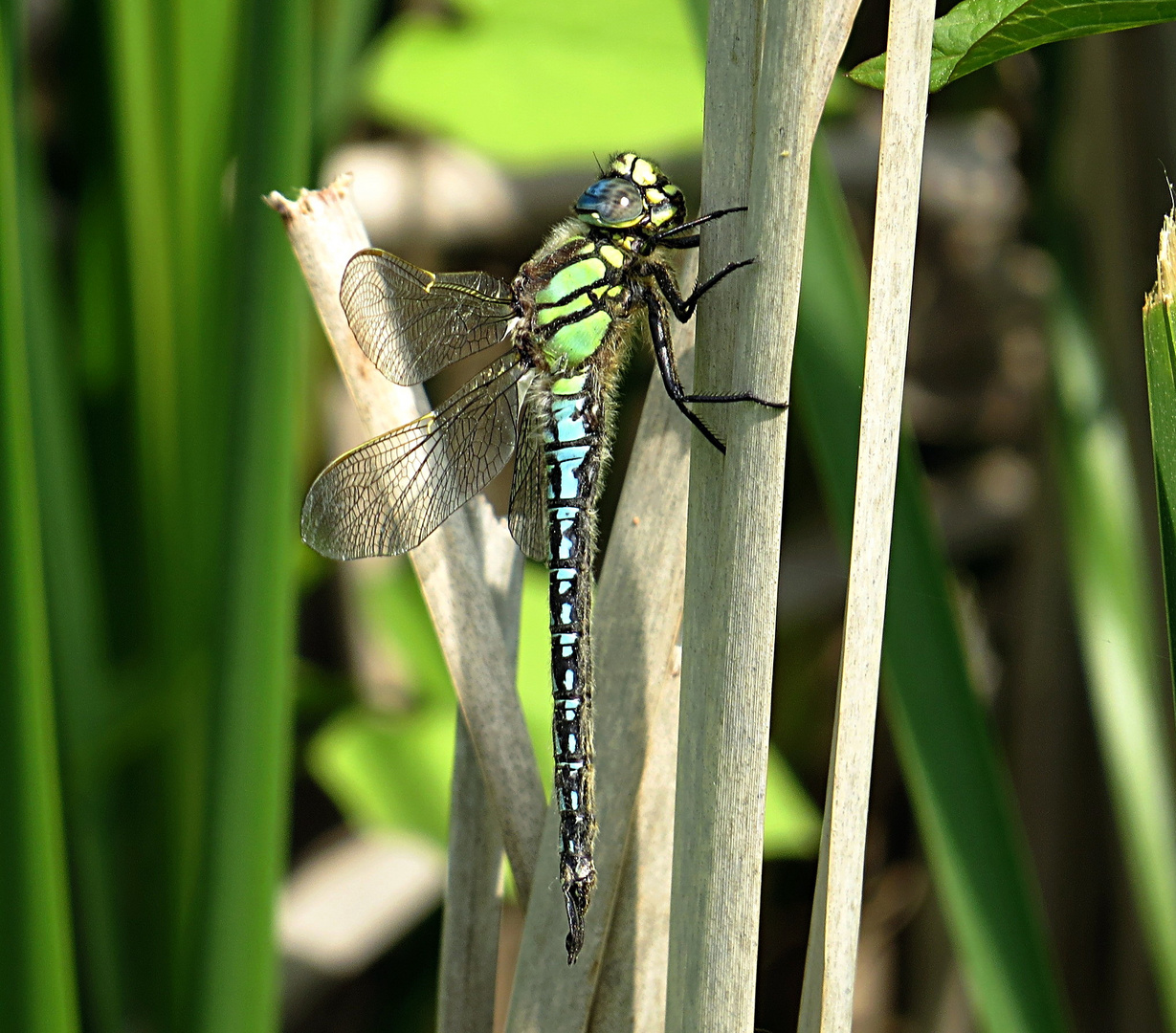 --- Früher Schilfjäger (Brachytron pratense) ---