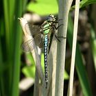 --- Früher Schilfjäger (Brachytron pratense) ---