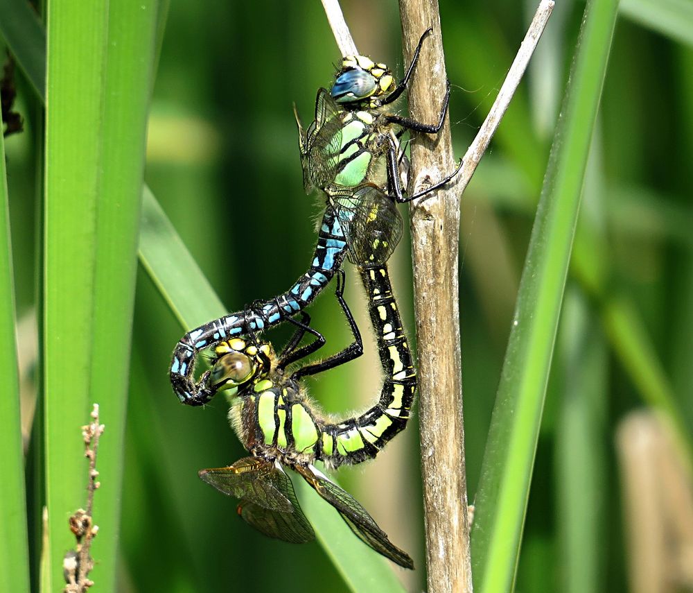 --- Früher Schilfjäger (Brachytron pratense) ---