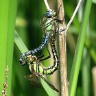 --- Früher Schilfjäger (Brachytron pratense) ---