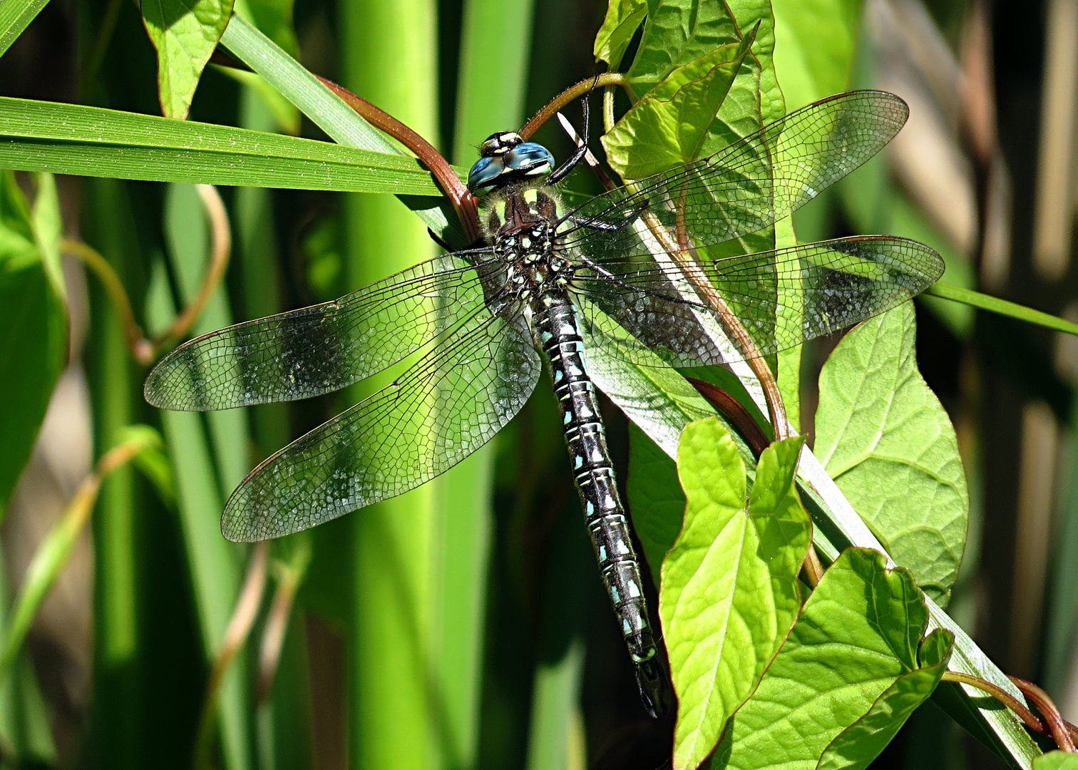 --- Früher Schilfjäger (Brachytron pratense) ---