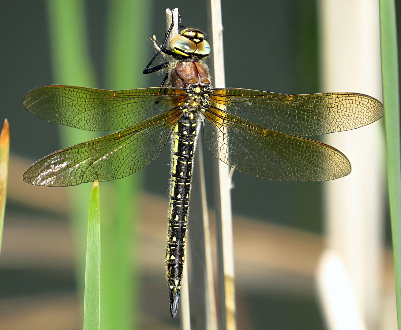 --- Früher Schilfjäger (Brachytron pratense) ---