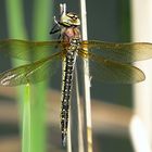 --- Früher Schilfjäger (Brachytron pratense) ---