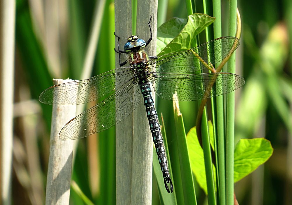 --- Früher Schilfjäger (Brachytron pratense) --- 