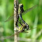 --- Früher Schilfjäger (Brachytron pratense) ---