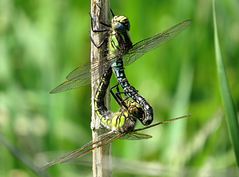 --- Früher Schilfjäger (Brachytron pratense) ---