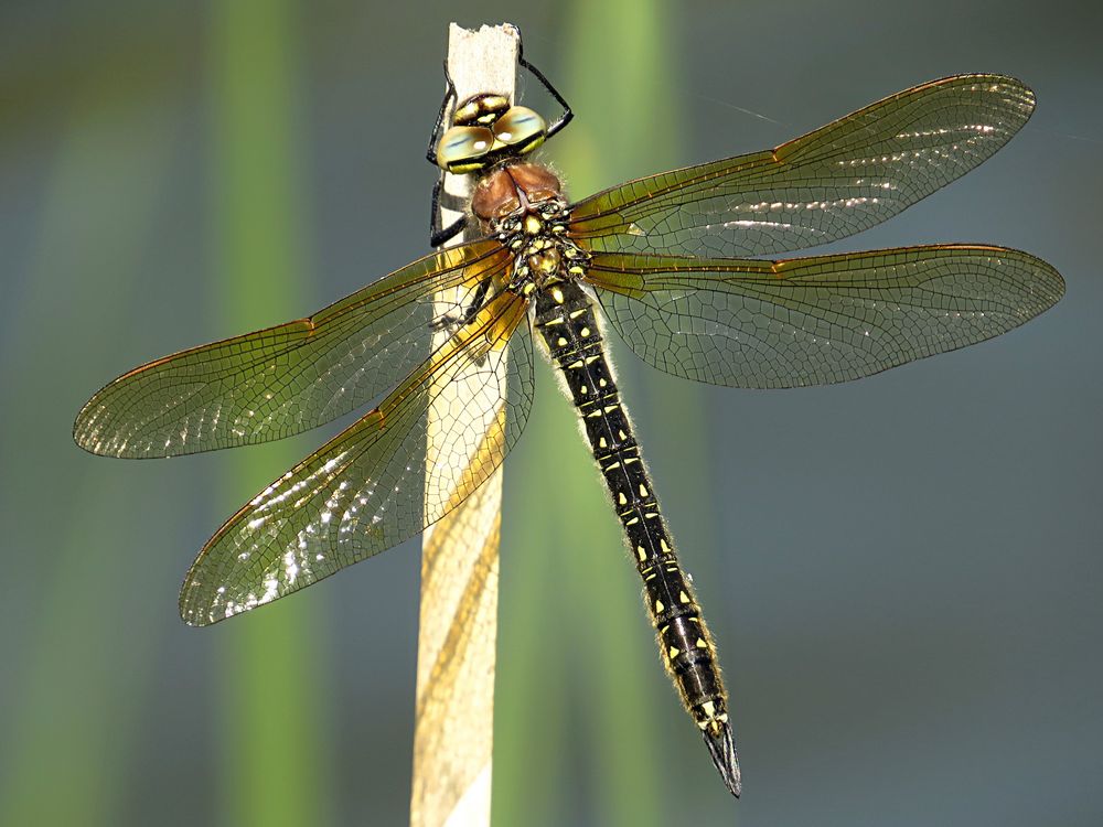 --- Früher Schilfjäger (Brachytron pratense) ---